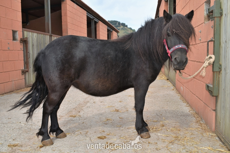 Se vende pony negra in 