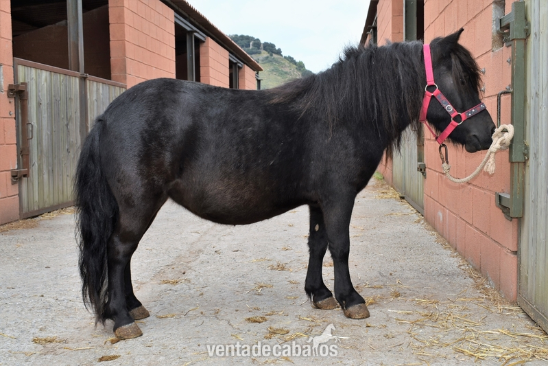 Poni Shetland 