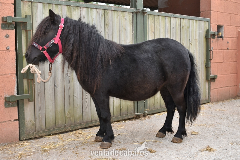 Poni Shetland  {TYPE}