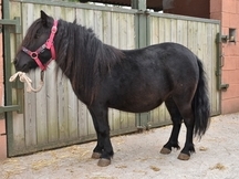 Se vende pony negra