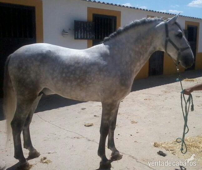 Caballo Pura Raza Españolas muy noble montado  in 