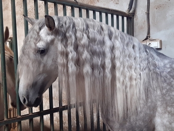 Caballo de ensueño
