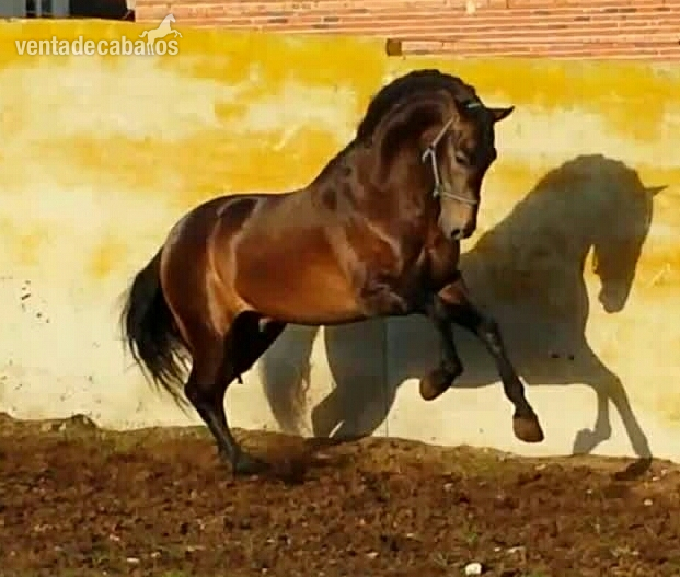 CASCANOCES CASANOVA bayo pre  in 