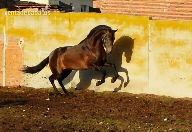 Pura Raza Española