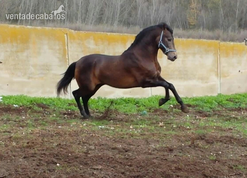 Caballos Pura Raza Española (P.R.E.) Pura Raza Española - CASCANOCES CASANOVA bayo pre 