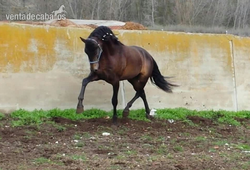 CASCANOCES CASANOVA bayo pre  - Caballos Pura Raza Española (P.R.E.) Pura Raza Española