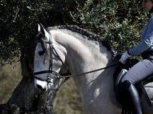 PRE YOUNG HORSE 4 YEARS OLD