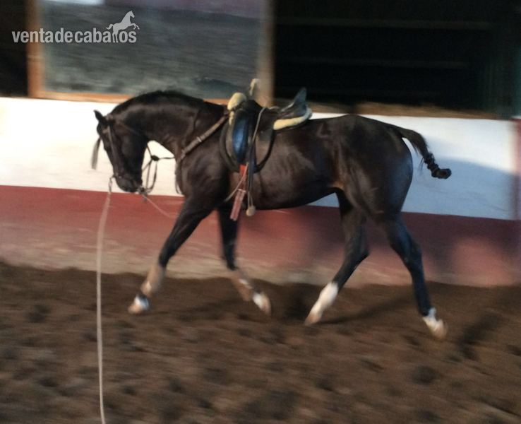 Caballo pura sangre inglés (PSI9 in 