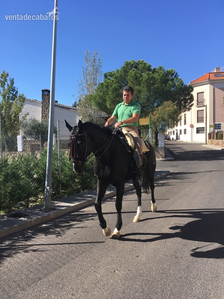 Caballo pura sangre inglés (PSI9 - Caballos Capados in 