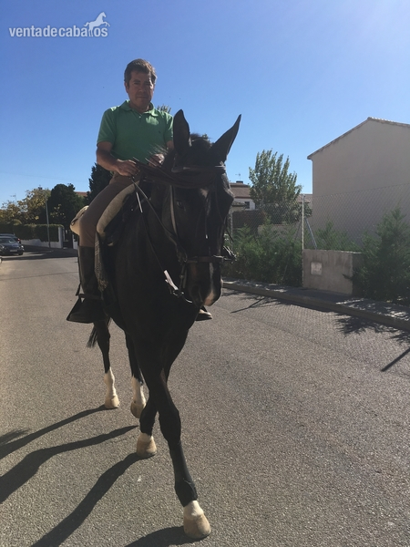 Caballos Capados Pura Sangre Inglés ( PSI ) - Caballo pura sangre inglés (PSI9