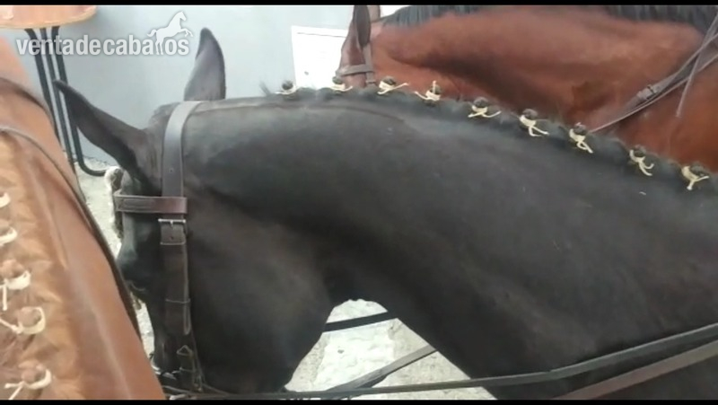 Caballo pura sangre inglés (PSI9 - Caballos Capados Pura Sangre Inglés ( PSI )