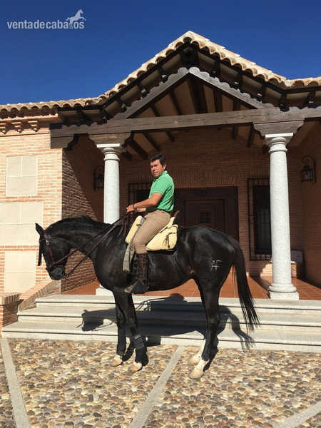 Caballo pura sangre inglés (PSI9 - Pura Sangre Inglés ( PSI )
