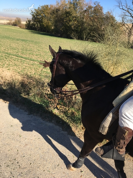 Caballo pura sangre inglés (PSI9 - Caballos Capados