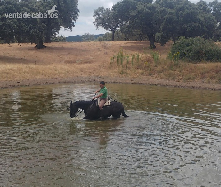 Caballo pura sangre inglés (PSI9