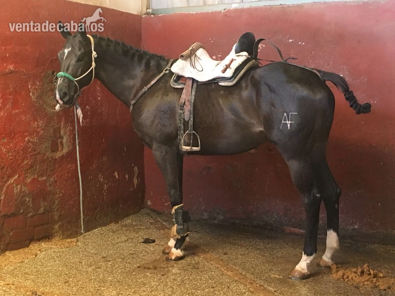  Caballo pura sangre inglés (PSI9