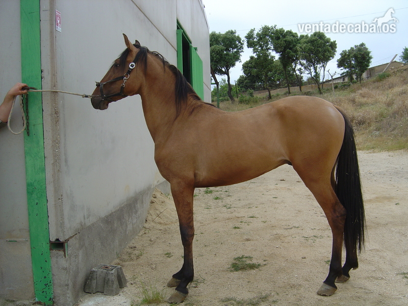 Lusitano