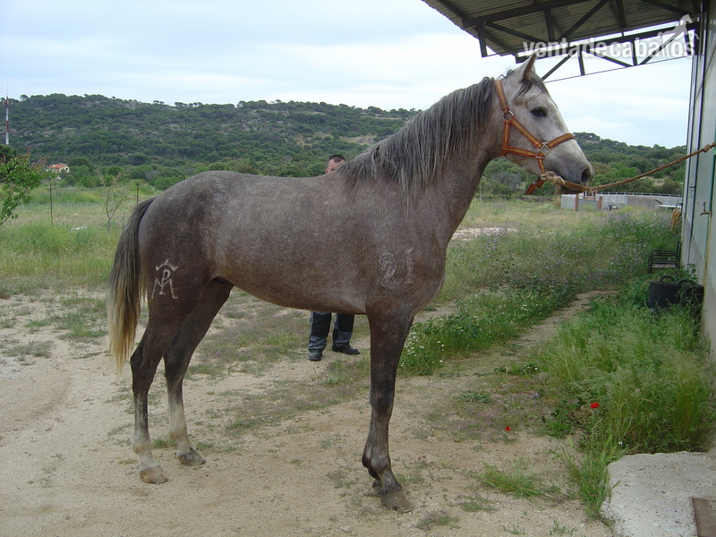 Lusitano {TYPE}
