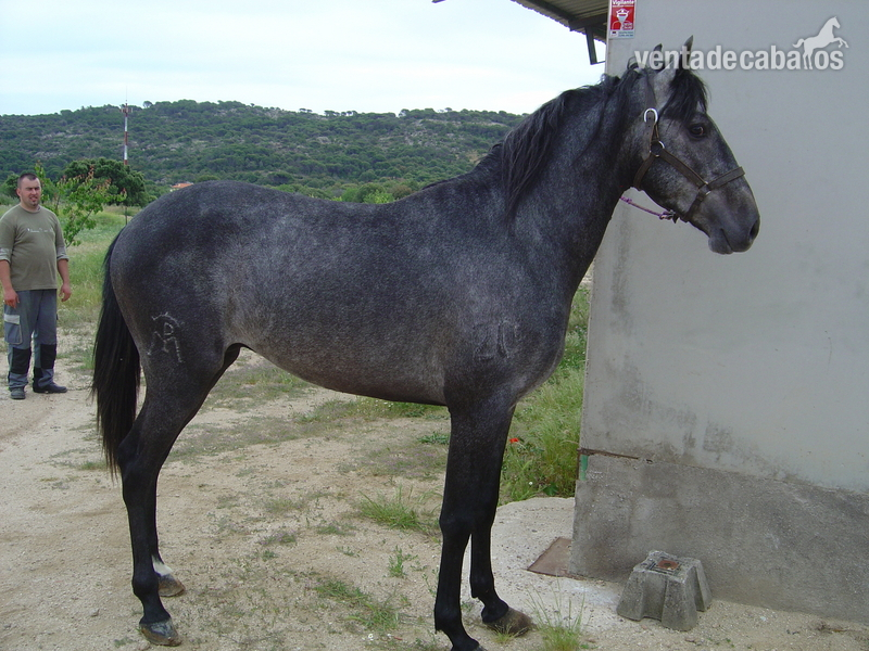 Potros Lusitano - potros perlas y bayos de lineas toreras