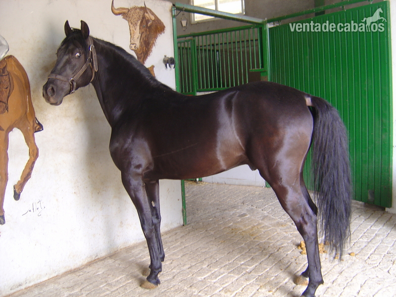 potros perlas y bayos de lineas toreras - Potros Lusitano