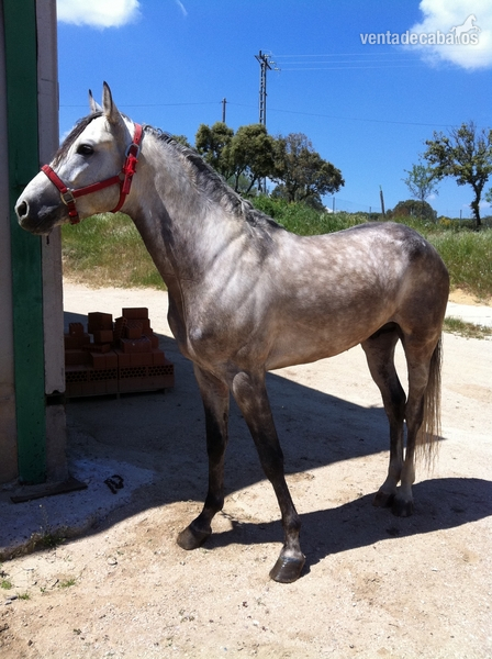 potros perlas y bayos de lineas toreras - Lusitano