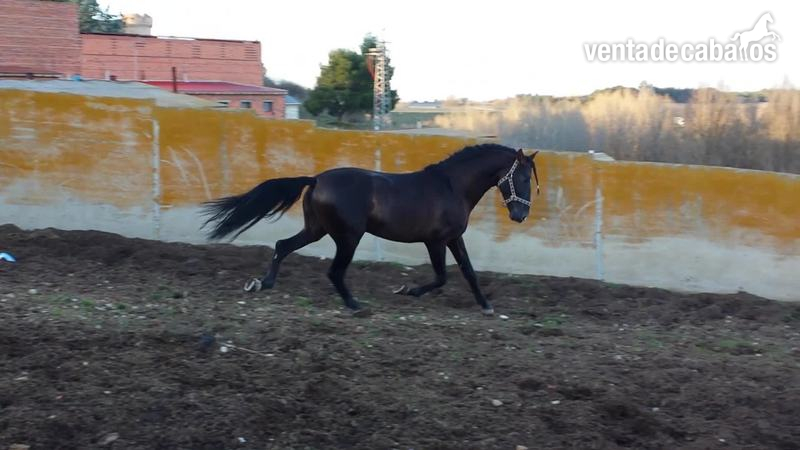 Pura Raza Española