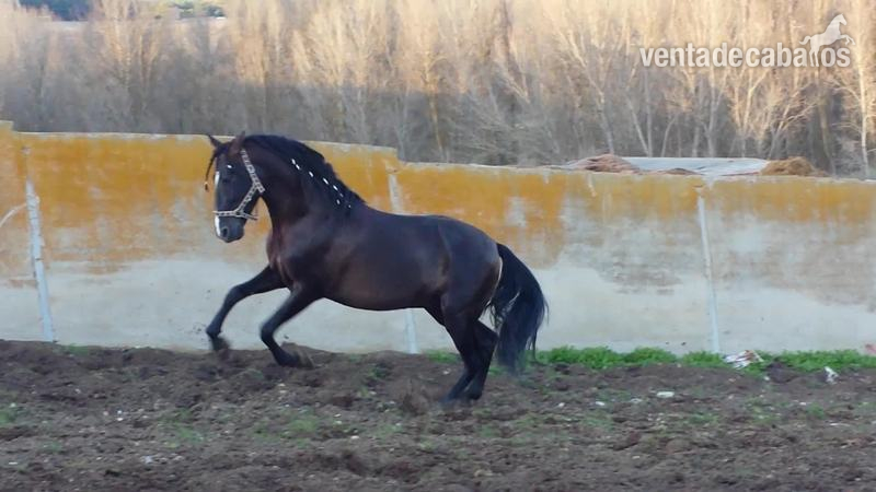 Caballos Pura Raza Española (P.R.E.) Pura Raza Española - CAFE AM negro pre de calidad clase