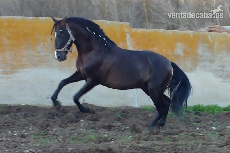 CAFE AM negro pre de calidad clase - Caballos Pura Raza Española (P.R.E.)
