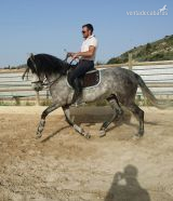 Pura Raza Española {TYPE}