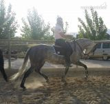 Caballos Pura Raza Española (P.R.E.) Pura Raza Española - Yegua torda PRE