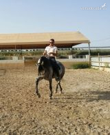 Yegua torda PRE - Caballos Pura Raza Española (P.R.E.) Pura Raza Española