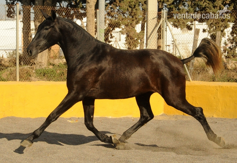 Espectacular potra PRE de conurso con 177cm a la cruz in 