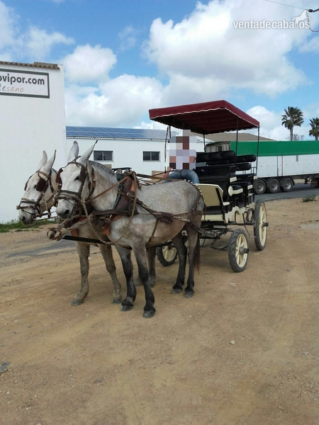 Alquiler coche de caballos 12 plazas in 