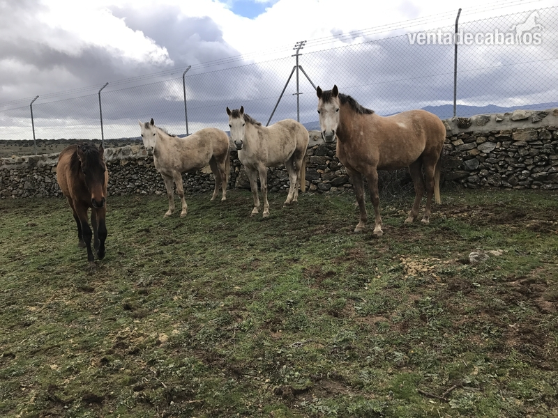 Venta de yeguas y potros puraraza arabe in 