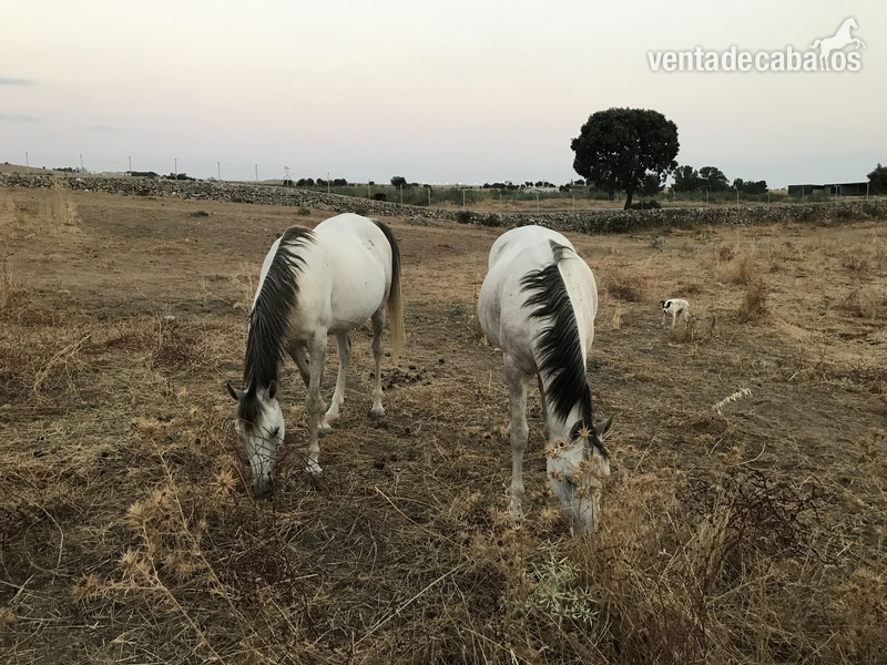 Caballos Árabes Pura raza arabe - Venta de yeguas y potros puraraza arabe