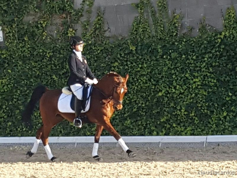 Ponis Pony Club Arabe - SEÑORIAL poni de DOMA CLÁSICA 