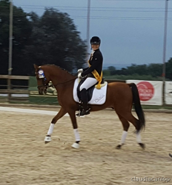 SEÑORIAL poni de DOMA CLÁSICA  - Ponis Pony Club Arabe