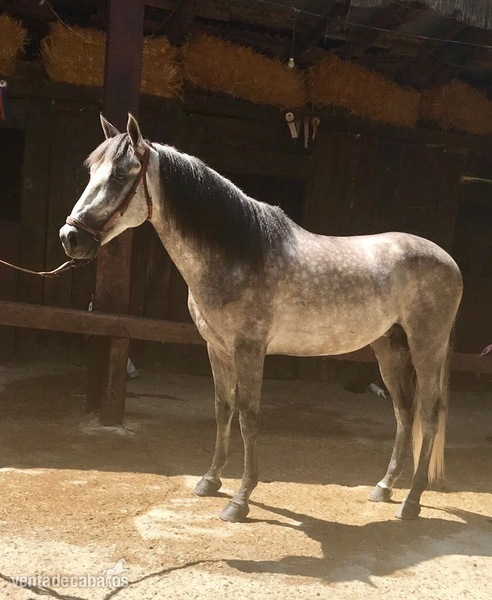 HORSE FOR SALE in 