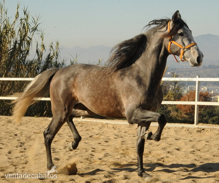 Caballos Pura Raza Española (P.R.E.) Pura Raza Española - Potro PRE de 3,5 años con 174cm a la cruz