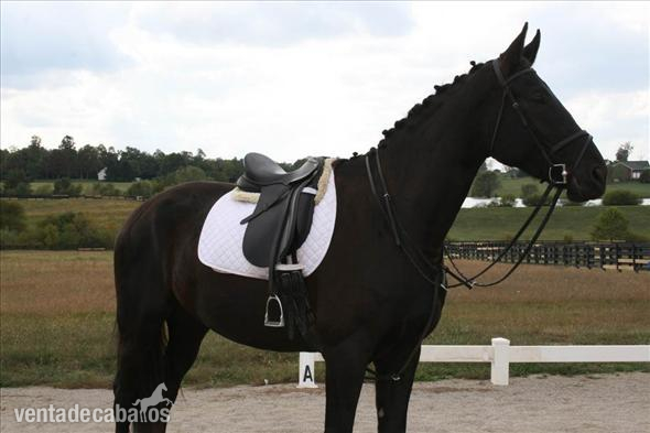 holandés Warmblood caballo de castración in 