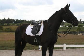holandés Warmblood caballo de castración