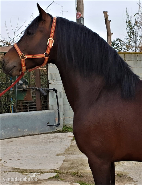 Caballos Pura Raza Española (P.R.E.) Pura Raza Española - Pura raza española