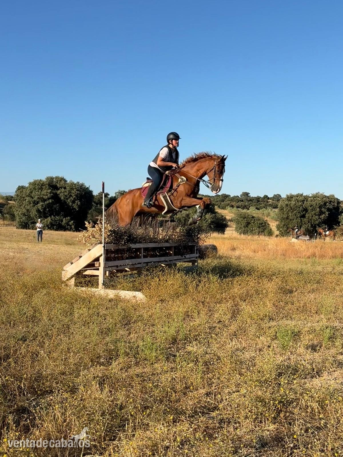 Venta caballo angloarabe in 