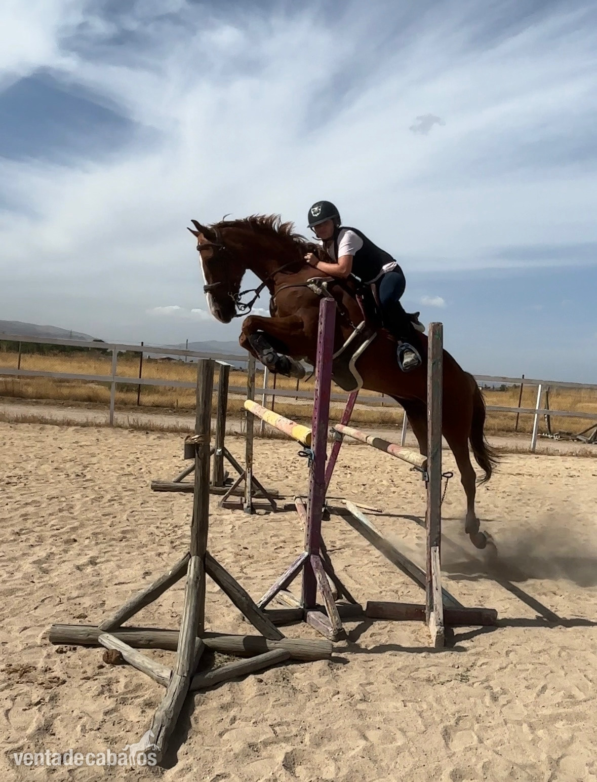 Caballos Capados EMPTY - Venta caballo angloarabe