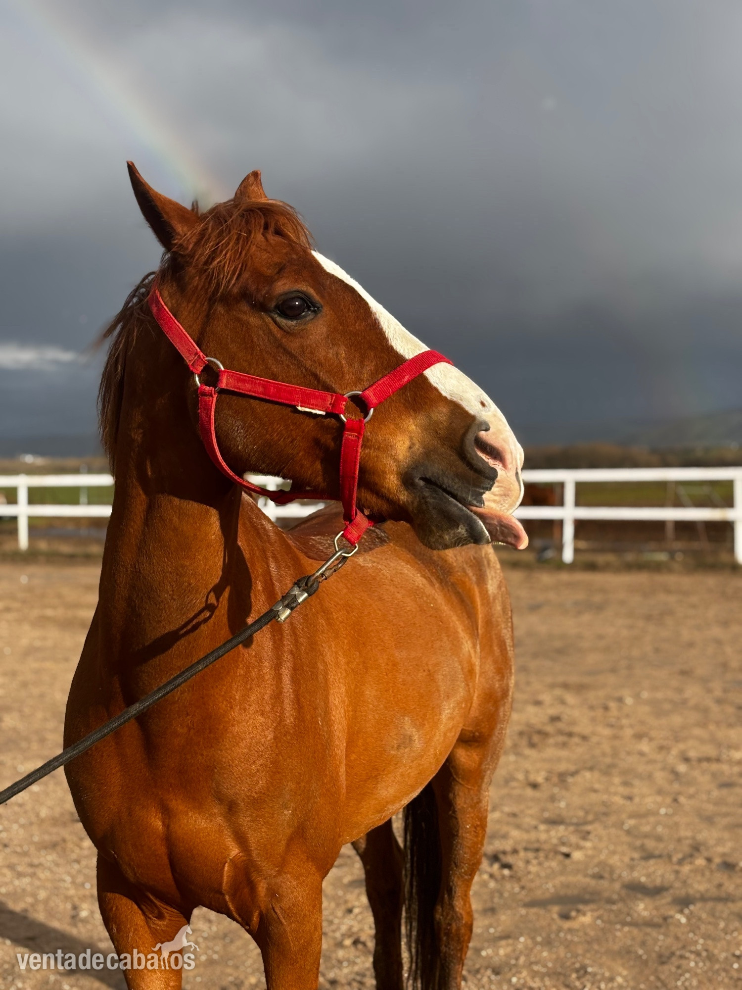 Venta caballo angloarabe - EMPTY