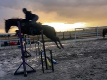 Venta caballo angloarabe