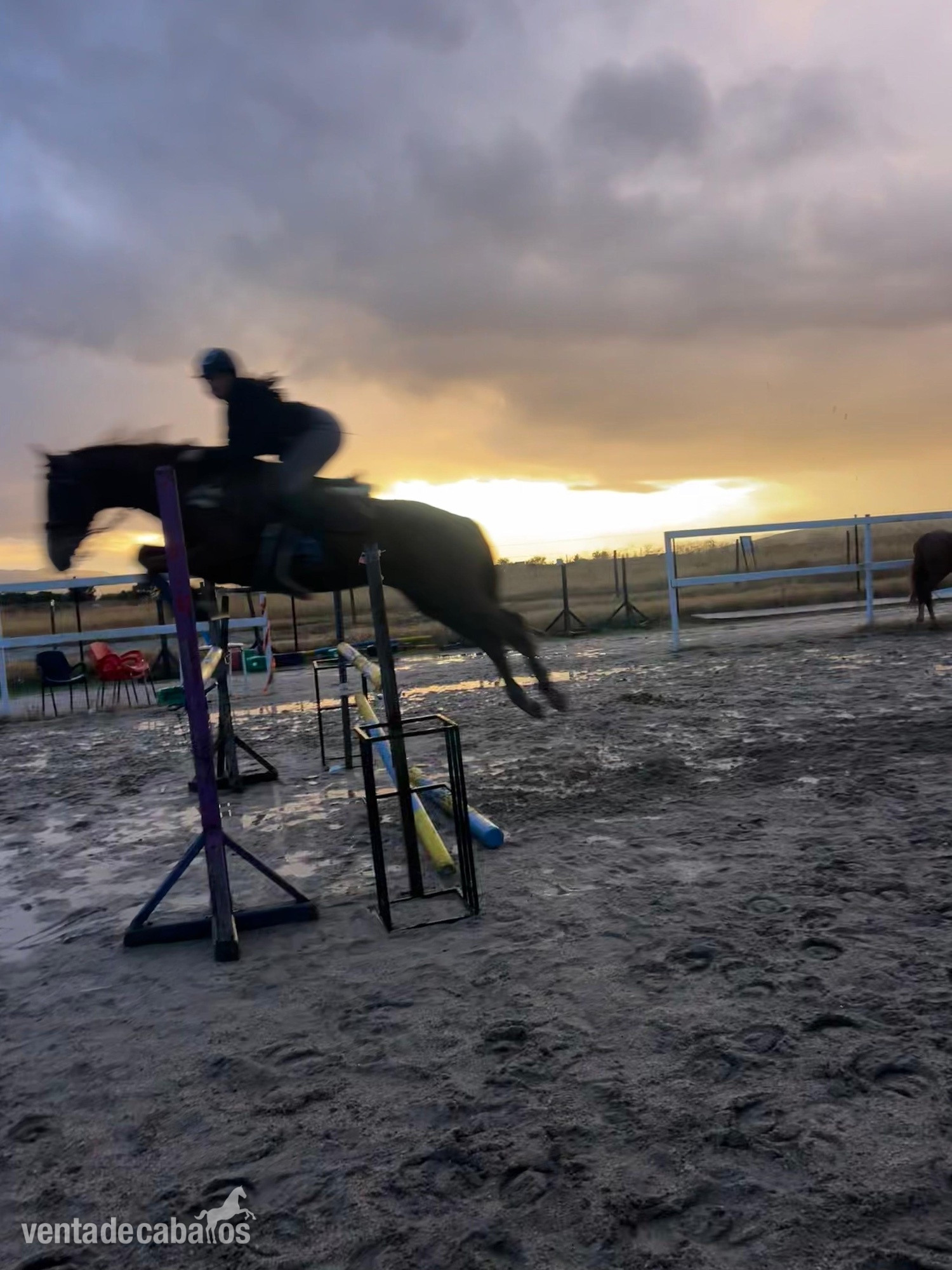 Venta caballo angloarabe - Caballos Capados
