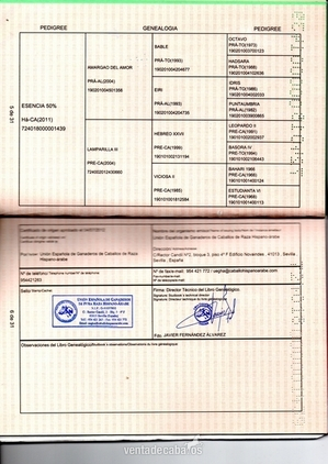 Hispano-Arabe