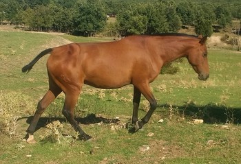 YEGUA HISPANO- ARABE 2011 ESENCIA