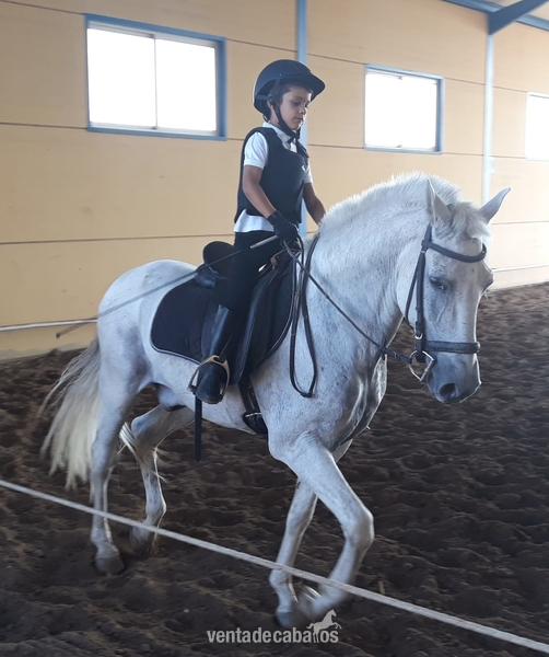 Caballo IDEAL para niños in 