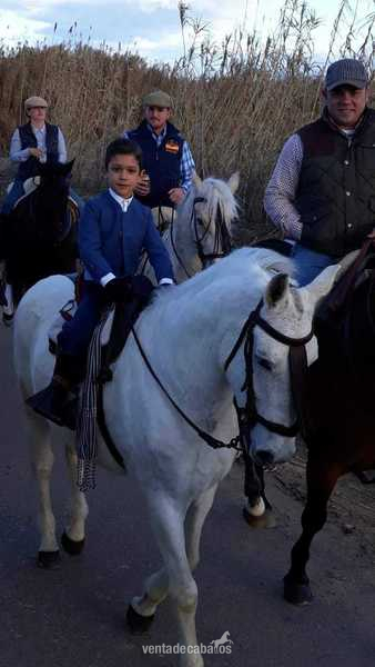 Caballos Capados Barb español - Caballo IDEAL para niños